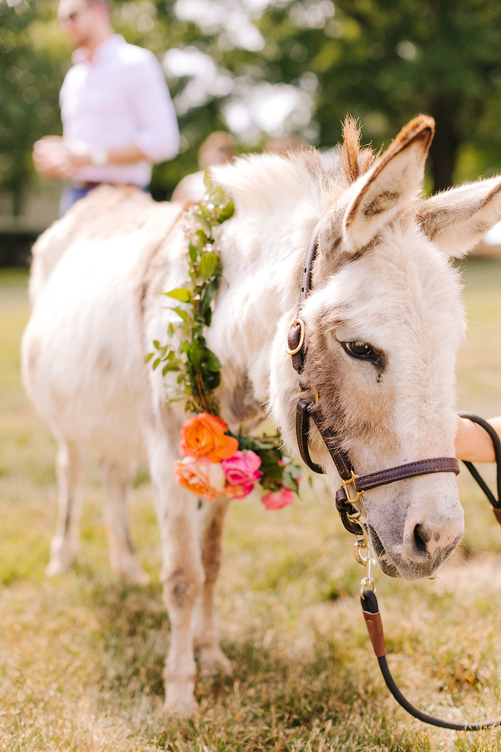 Wedding Donkey