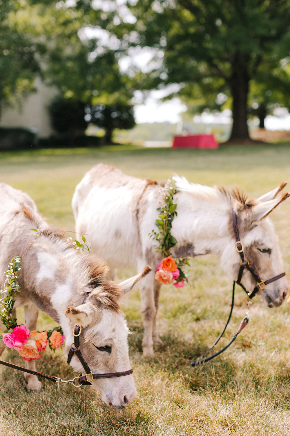 Wedding Donkeys